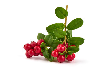 Fresh wild lingonberry berries with leaves, isolated on white background.
