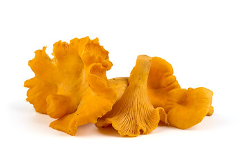 Chanterelle or girolle mushrooms, Cantharellus cibarius, Isolated on white background.
