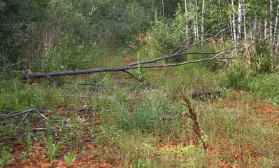 A fallen dry tree on the edge of the forest