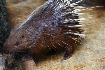 Close up the malayan porcupine animal