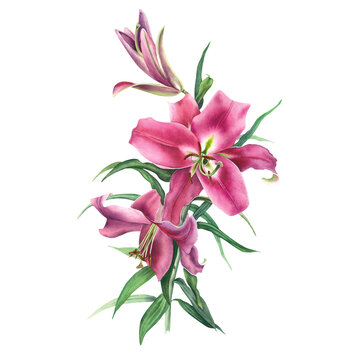 Lilies are pink. Watercolor illustration on a white background. Handmade botanical drawing. Beautiful flowers.
