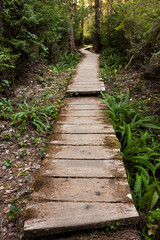 Fototapeta premium Tranquil Footpath: Autumn Beauty in Nature on Ozette Loop Trail in Washington State on the Olympic Peninsula