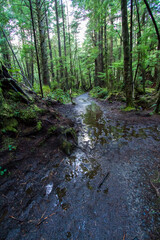 Tranquil Forest Trail: Green Trees, Water Stream, and Natural Beauty in Washington State on the Olympic Peninsula