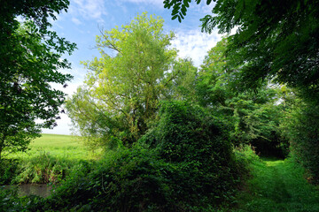 Orvanne river in Flagy village. French Gatinais Regional Nature Park