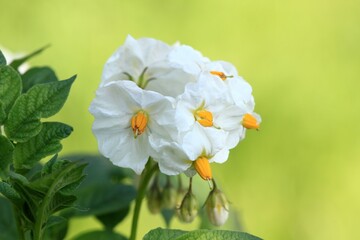 Obraz premium Detail of potato flower head against blurred sunny meadow background. Strong potato plants with beatiful flowers growing in healthy environment.
