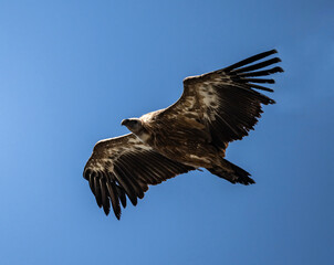 griffon vulture in natural conditions in flight against the blue sky of the island of Crete in summer