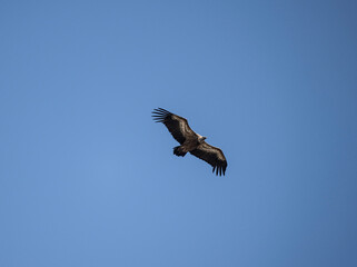 griffon vulture in natural conditions in flight against the blue sky of the island of Crete in summer