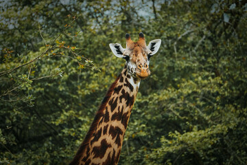 Giraffe in Akagera National Park, Rwanda. March 2023. 