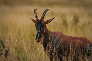 Damaliscus lunatus jimela (commonly called "topi") in Akagera National Park, Rwanda. March 2023 