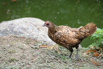 Poule Sebright dorée