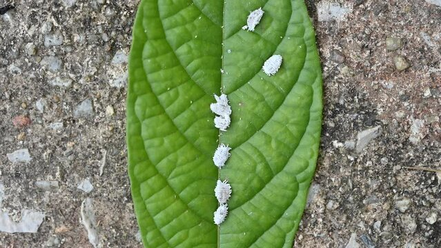 Mealybugs living on green plant leaf. Mealybugs are sap sucking insects that feed on a wide range of plants.