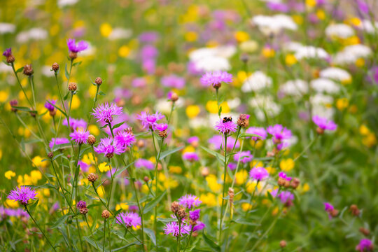 Late ummer flowers on a mixed wild meadow. Brown knapweed (Centaurea jacea), green grass, yellow and white flowers growing in Iserlohn Germany. Colorful natural background with pollinating bumble bee 