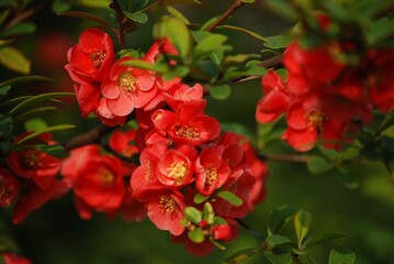 Leuchtend rote Blüten der chinesischen Zierquitte.