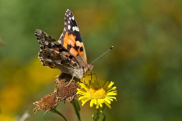 butterfly on a flower