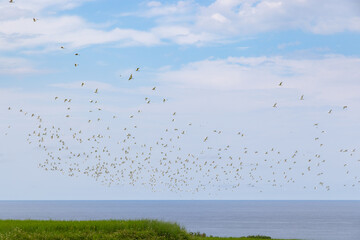 Migratory bird egret fly over the sky