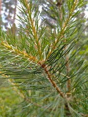 pine tree branch