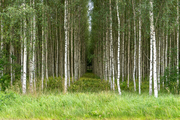 forest in the morning. Birch Grove in Geometric Harmony: Precise Rows of Silver Birches. Symmetrical Beauty: Birch Trees Aligned in a Perfect Pattern.
