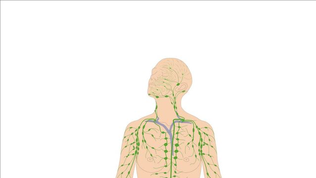 Grafikanimation Lehrmaterial: Lymphatisches System / Lymphsystem des Menschen - Lymphgef&auml;&szlig;e im Kopf des Menschen