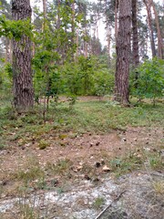 footpath in the woods