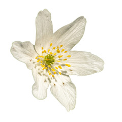 the wood anemone or windflower, thimbleweed, smell fox flower (Anemone nemorosa) detail isolated on...