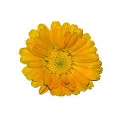yellow orange marigold flower on white background