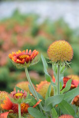 Orange flowers in the garden close-up macro