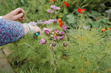 cosmos with mutation
