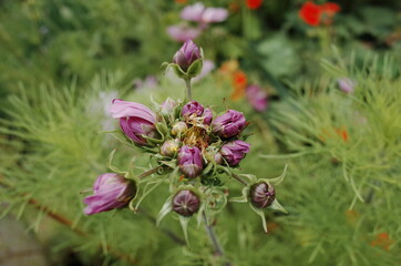 cosmos with mutation