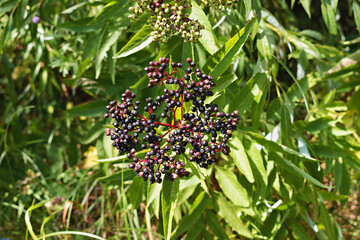 elderberry branch with berries in the forest