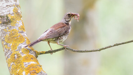 robin on a branch