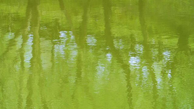 Water and reflections in the Urbel river in the surroundings of the Cuevas de Valdegoba near Hu&eacute;rmeces. World geological heritage UNESCO. Las Loras Geopark. Burgos. Castile and Leon. Spain. Europe