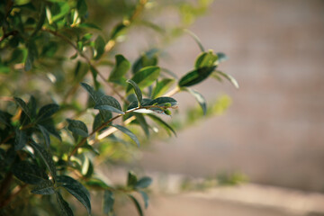 a leaves in a tree that have small fruit