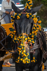 The streets of Malaga come alive as horses take center stage. A fusion of tradition, dance, and...
