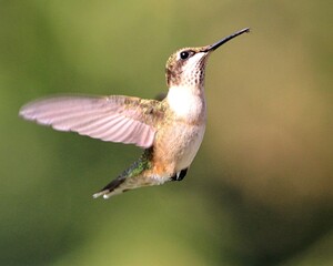 Fototapeta na wymiar Ruby Throated Hummingbird