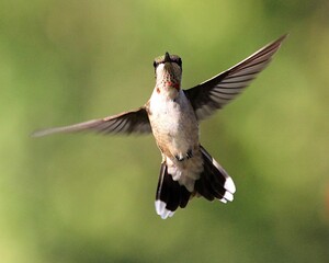Ruby Throated Hummingbird