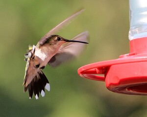 Ruby Throated Hummingbird