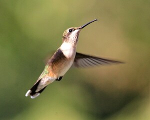 Ruby Throated Hummingbird