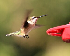 Ruby Throated Hummingbird
