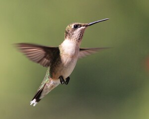 Ruby Throated Hummingbird