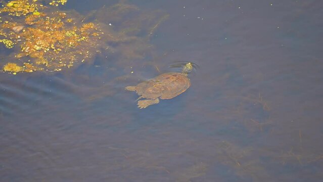 The northern map turtle, freshwater turtle native to North America in natural habitats at swamp, Point Peele, Marsh Boardwalk, Leamington, Ontario, Canada. Slow motion.