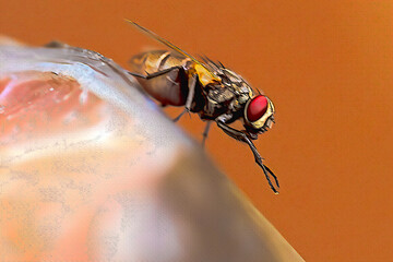 close up of a fly