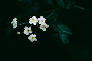 A close up of small white Hawthorn flowers