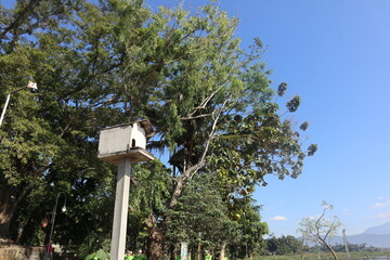 A white birdhouse hanging from a bamboo pole