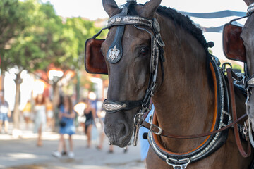 Obraz premium From horse-drawn carriages to flamenco dancers, the Malaga Fair offers a vibrant display of Spanish heritage. A top destination for those seeking tradition, music, and celebration.