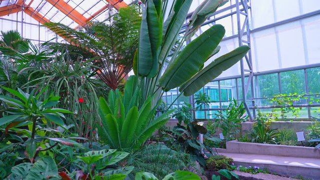 Ravenala madagascariensis palm genus of monocotyledonous flowering plants. Known as the traveller's tree, traveller's palm or East-West palm, from Madagascar. Member of the family Strelitziaceae.