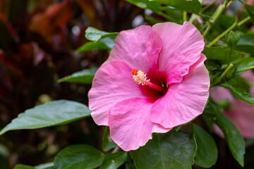 Hibiscus rosa-sinensis, beautiful pink chinese rose soft focus in vivid style. Colorful flower with green leaves nature background.