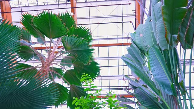 Ravenala madagascariensis palm flowering plants or traveller's tree, traveller's palm or East-West palm from Madagascar slowly moving its leaves while surrounded by various exotic tropical plants.
