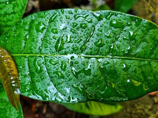 water droplets on green mango leaf during rainy season green wallpaper HD