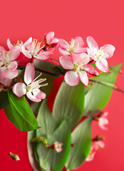 blossom in spring with red background with flowers, copy space