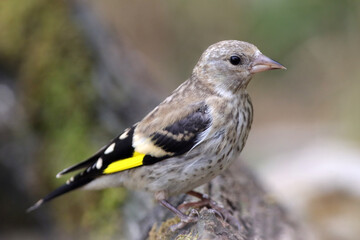 chardonneret élégant juvénile